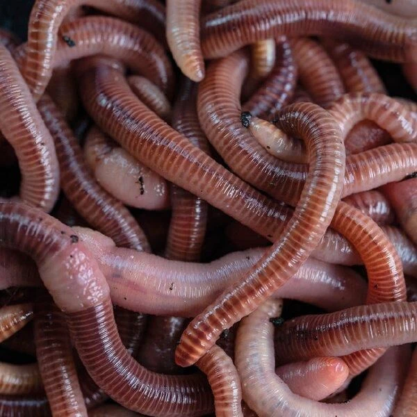 Nash Wormcell 500ml 2 Nash Wormcell 500ml - Afbeelding 2