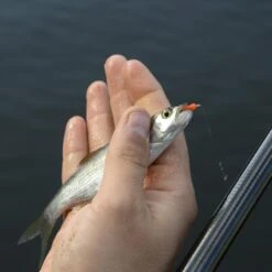 Cresta Spaghetti Worms -Vissen Product Winkel 3953085Cresta Spaghetti Worms 4