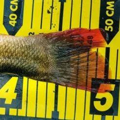 Spro Ruler 150cm -Vissen Product Winkel 3979834Spro Ruler 150cm 2